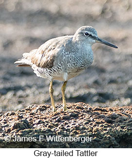 Gray-tailed Tattler - &copy; James F Wittenberger and Exotic Birding LLC