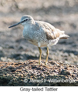 Gray-tailed Tattler - © James F Wittenberger and Exotic Birding LLC