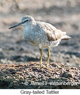 Gray-tailed Tattler - © James F Wittenberger and Exotic Birding LLC Gray-tailed Tattler - © James F Wittenberger and Exotic Birding LLC