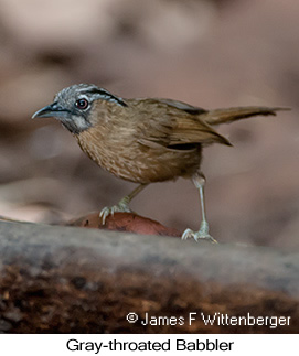 Gray-throated Babbler - © James F Wittenberger and Exotic Birding LLC