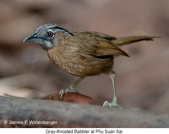 Gray-throated Babbler - © James F Wittenberger and Exotic Birding LLC