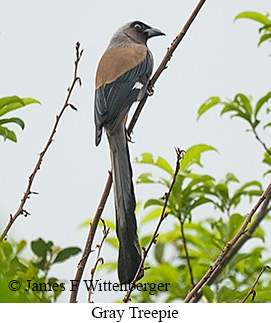 Gray Treepie - © James F Wittenberger and Exotic Birding LLC