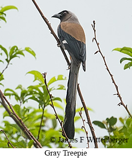Gray Treepie - © James F Wittenberger and Exotic Birding LLC