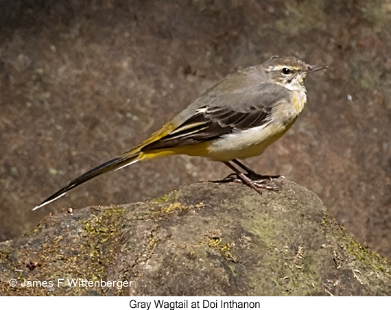 Gray Wagtail - © James F Wittenberger and Exotic Birding LLC