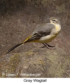 Gray Wagtail - © James F Wittenberger and Exotic Birding LLC