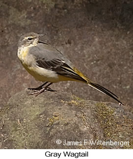 Gray Wagtail - © James F Wittenberger and Exotic Birding LLC