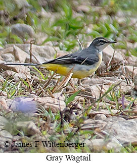 Gray Wagtail - © James F Wittenberger and Exotic Birding LLC