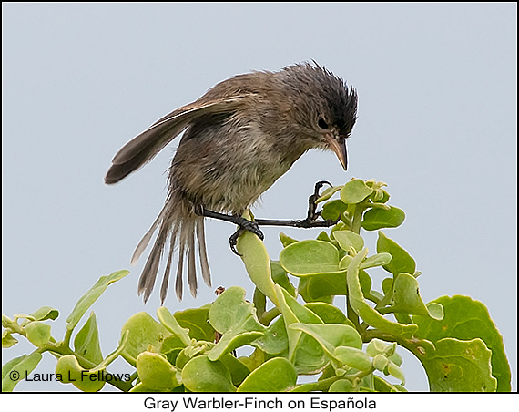Gray Warbler-Finch - © Laura L Fellows and Exotic Birding LLC Gray Warbler-Finch - © Laura L Fellows and Exotic Birding LLC