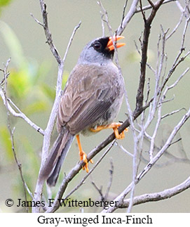 Gray-winged Inca-Finch - &copy; James F Wittenberger and Exotic Birding LLC