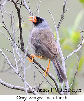 Gray-winged Inca-Finch - &copy; James F Wittenberger and Exotic Birding LLC