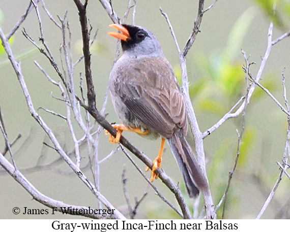 Gray-winged Inca-Finch - &copy; James F Wittenberger and Exotic Birding LLC