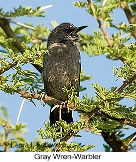 Gray Wren-Warbler - © Laura L Fellows and Exotic Birding LLC