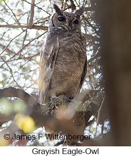 Grayish Eagle-Owl - © James F Wittenberger and Exotic Birding LLC Grayish Eagle-Owl - © James F Wittenberger and Exotic Birding LLC