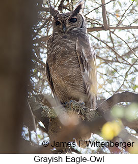 Grayish Eagle-Owl - &copy; James F Wittenberger and Exotic Birding LLC