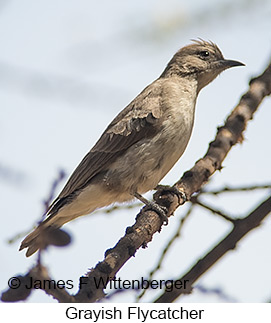 Grayish Flycatcher - © James F Wittenberger and Exotic Birding LLC