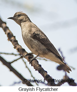 Grayish Flycatcher - © James F Wittenberger and Exotic Birding LLC Grayish Flycatcher - © James F Wittenberger and Exotic Birding LLC
