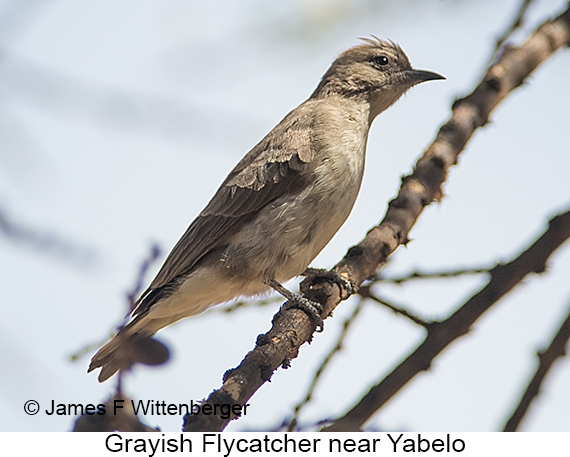Grayish Flycatcher - © James F Wittenberger and Exotic Birding LLC