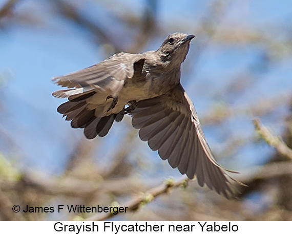 Grayish Flycatcher - © James F Wittenberger and Exotic Birding LLC