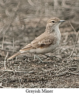 Grayish Miner - © James F Wittenberger and Exotic Birding LLC