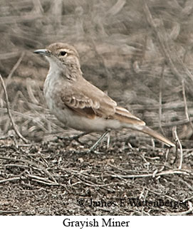 Grayish Miner - © James F Wittenberger and Exotic Birding LLC