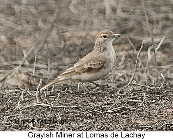 Grayish Miner - © James F Wittenberger and Exotic Birding LLC