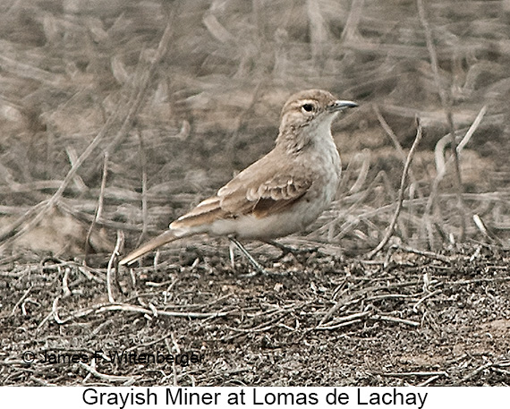 Grayish Miner - © James F Wittenberger and Exotic Birding LLC Grayish Miner - © James F Wittenberger and Exotic Birding LLC