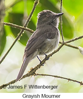 Grayish Mourner - © James F Wittenberger and Exotic Birding LLC Grayish Mourner - © James F Wittenberger and Exotic Birding LLC