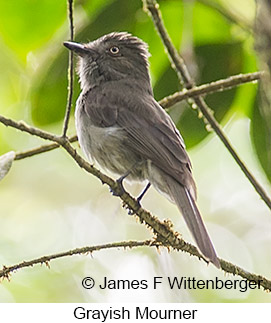 Grayish Mourner - © James F Wittenberger and Exotic Birding LLC