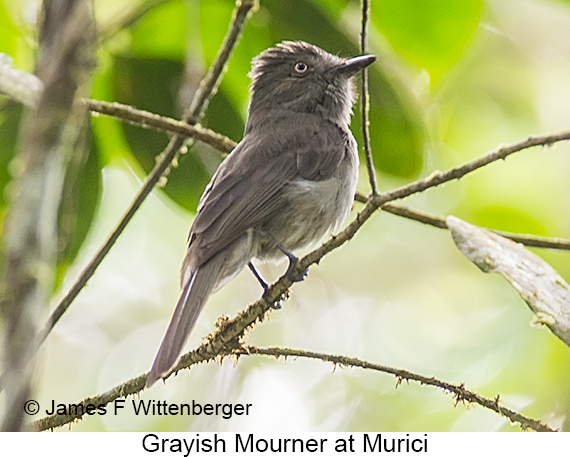Grayish Mourner - © James F Wittenberger and Exotic Birding LLC Grayish Mourner - © James F Wittenberger and Exotic Birding LLC