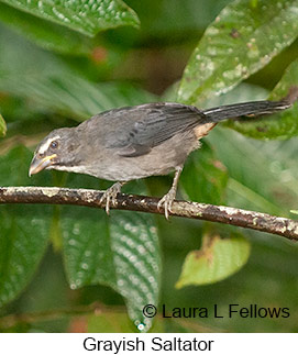 Grayish Saltator - © Laura L Fellows and Exotic Birding Tours Grayish Saltator - © Laura L Fellows and Exotic Birding Tours