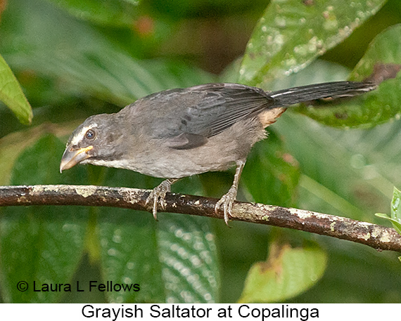 Grayish Saltator - © Laura L Fellows and Exotic Birding LLC Grayish Saltator - © Laura L Fellows and Exotic Birding LLC