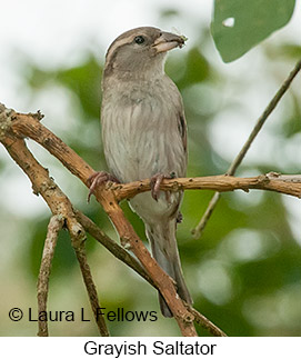 Grayish Saltator - © Laura L Fellows and Exotic Birding Tours Grayish Saltator - © Laura L Fellows and Exotic Birding Tours