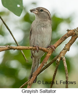 Grayish Saltator - © Laura L Fellows and Exotic Birding LLC Grayish Saltator - © Laura L Fellows and Exotic Birding LLC
