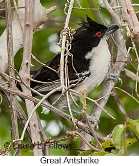 Great Antshrike - © Laura L Fellows and Exotic Birding LLC