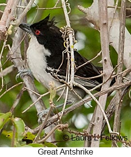 Great Antshrike - © Laura L Fellows and Exotic Birding LLC