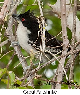 Great Antshrike - © Laura L Fellows and Exotic Birding LLC Great Antshrike - © Laura L Fellows and Exotic Birding LLC