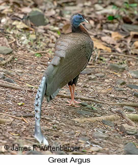 Great Argus - © James F Wittenberger and Exotic Birding LLC