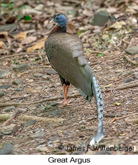 Great Argus - &copy; James F Wittenberger and Exotic Birding LLC