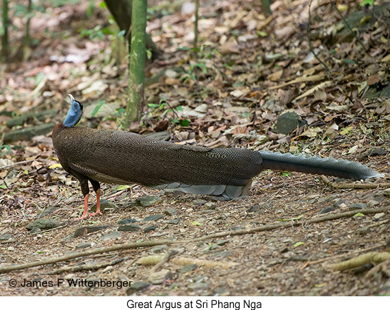 Great Argus - © James F Wittenberger and Exotic Birding LLC