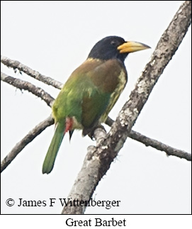 Great Barbet - © James F Wittenberger and Exotic Birding LLC Great Barbet - © James F Wittenberger and Exotic Birding LLC
