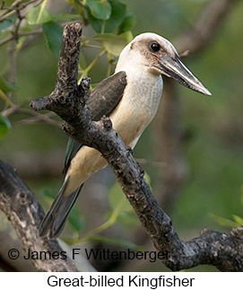 Great-billed Kingfisher - © James F Wittenberger and Exotic Birding Tours Great-billed Kingfisher - © James F Wittenberger and Exotic Birding Tours