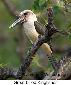 Great-billed Kingfisher - © James F Wittenberger and Exotic Birding LLC