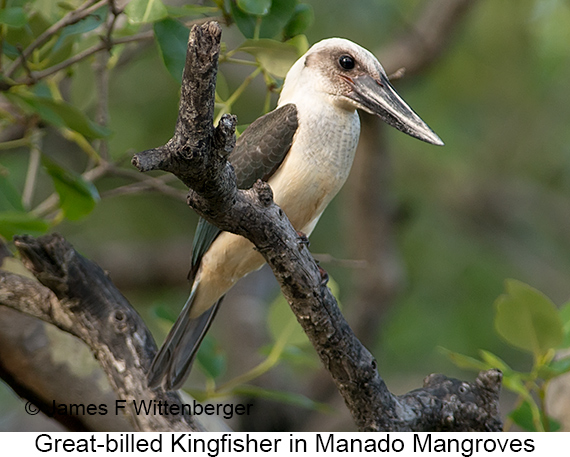 Great-billed Kingfisher - © James F Wittenberger and Exotic Birding LLC