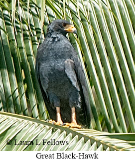 Great Black Hawk - © Laura L Fellows and Exotic Birding LLC