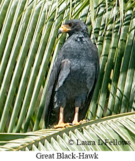 Great Black Hawk - © Laura L Fellows and Exotic Birding LLC