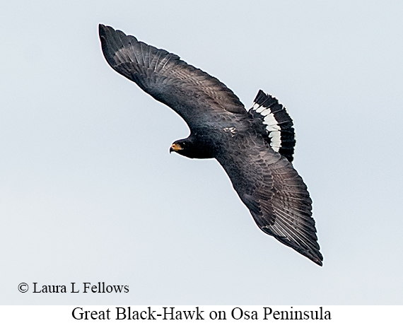Great Black Hawk - © The Photographer and Exotic Birding LLC