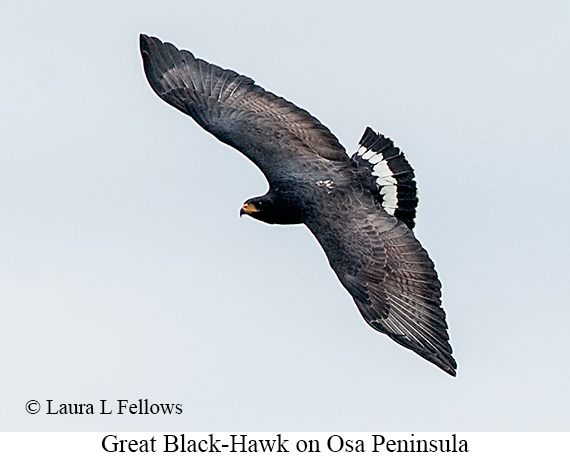 Great Black Hawk - © James F Wittenberger and Exotic Birding LLC