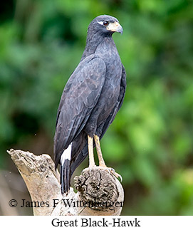 Great Black Hawk - © James F Wittenberger and Exotic Birding LLC
