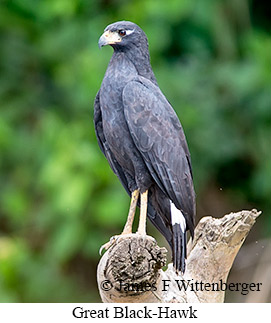 Great Black Hawk - © James F Wittenberger and Exotic Birding LLC