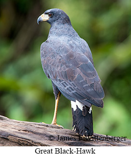 Great Black Hawk - © James F Wittenberger and Exotic Birding LLC